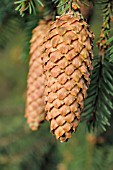 PICEA ABIES ACROONA