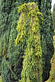 PICEA ABIES ACROONA