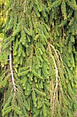 PICEA ABIES ACROONA