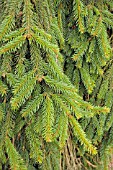 PICEA ABIES ACROONA