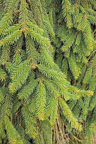 PICEA_ABIES_ACROONA