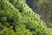 PICEA GLAUCA CONICA