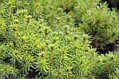 PICEA GLAUCA CONICA