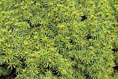 PICEA GLAUCA CONICA