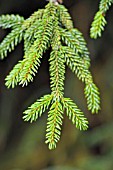 PICEA ORIENTALIS AUREA