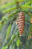 PICEA ORIENTALIS AUREA