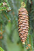 PICEA ORIENTALIS AUREA