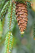 PICEA ORIENTALIS AUREA