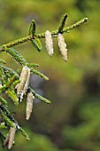 PICEA ORIENTALIS AUREA