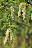 PICEA ORIENTALIS AUREA