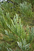 SEQUOIADENDRON GIGANTEUM HAZEL SMITH