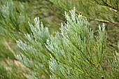 SEQUOIADENDRON GIGANTEUM HAZEL SMITH