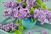 SYRINGA VULGARIS BOUQUET