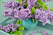 SYRINGA VULGARIS BOUQUET