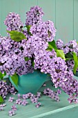 SYRINGA VULGARIS BOUQUET