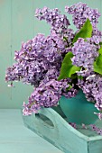 SYRINGA VULGARIS BOUQUET