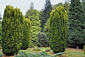 TAXUS BACCATA FASTIGIATA AUREOMARGINATA