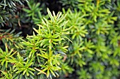 TAXUS BACCATA FASTIGIATA AUREOMARGINATA