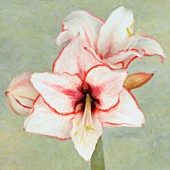 AMARYLLIS TEMPTATION