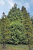 THUJA PLICATA GRACILIS AUREA