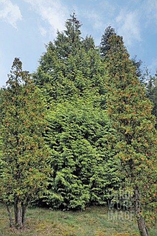 THUJA_PLICATA_GRACILIS_AUREA