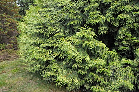 THUJA_PLICATA_GRACILIS_AUREA