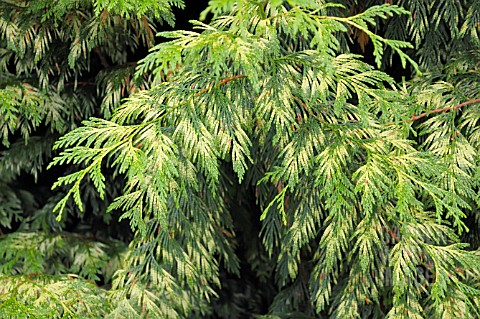 THUJA_PLICATA_GRACILIS_AUREA