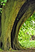 TILIA X EUROPAEA