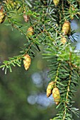 TSUGA CANADENSIS