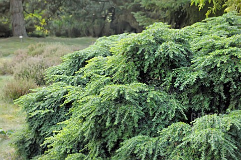 TSUGA_CANADENSIS_JEDDELOH