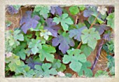 VITIS VINIFERA PURPUREA - DESIGN