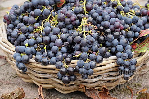 VITIS_VINIFERA_BOSKOOP_GLORY