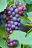 VITIS VINIFERA REMBRANDT