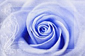 BLUE PASSE-PARTOUT ROSE