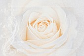 WHITE PASSE-PARTOUT ROSE