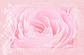 PINK PASSE-PARTOUT ROSE