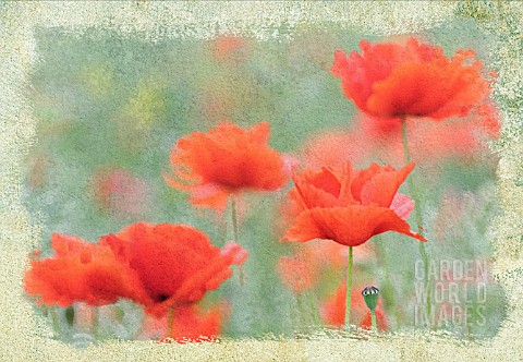 PAPAVER_RHOEAS