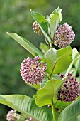 ASCLEPIAS SYRIACA