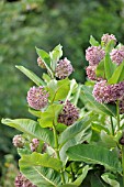 ASCLEPIAS SYRIACA