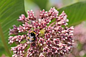 ASCLEPIAS SYRIACA