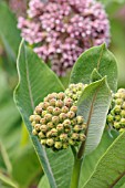 ASCLEPIAS SYRIACA