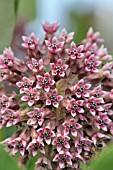 ASCLEPIAS SYRIACA