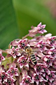 ASCLEPIAS SYRIACA