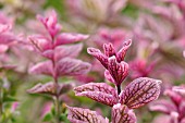 SALVIA VIRIDIS PINK SUNDAY