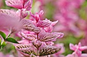 SALVIA VIRIDIS PINK SUNDAY