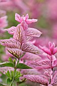 SALVIA VIRIDIS PINK SUNDAY