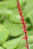 SALVIA CONFERTIFLORA