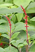 SALVIA CONFERTIFLORA