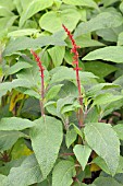 SALVIA CONFERTIFLORA