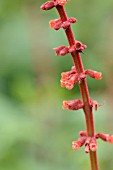 SALVIA CONFERTIFLORA